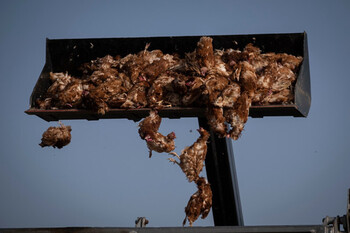 Greenpeace vincula las macrogranjas a la gripe aviar