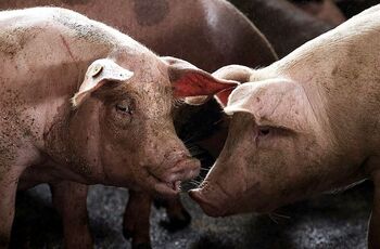 ‘Reviven’ órganos de cerdos muertos con sangre artificial