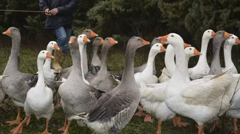Declaran un foco de gripe aviar en una granja de La Cistérniga