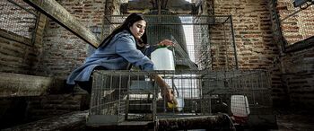 Simancas instala jaulas para frenar la plaga de palomas