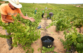 Los viticultores podrán declarar telemáticamente la cosecha