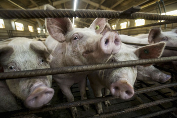 58 grandes granjas de porcino multadas por incumplir la ley