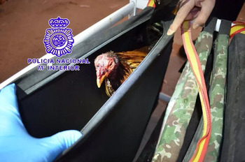 La Policía aborta una pelea de gallos en Valladolid