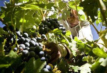 El seguro de uva de vino bajará más de un 20%