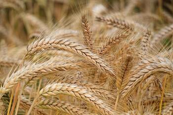 Aceites y cereales rebajan un 8,6% el índice mensual de precio