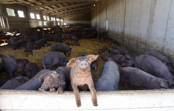 La Junta deniega la ampliación de una granja porcina