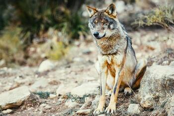 El TC anula ley que permitía cazar lobos al norte del Duero