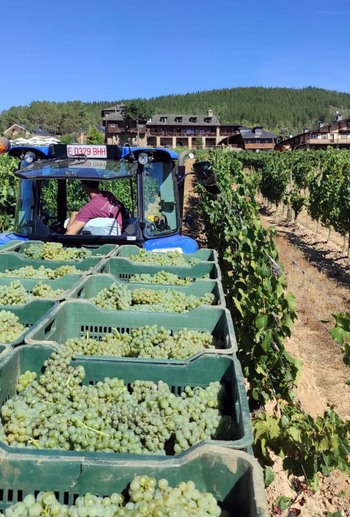 El vino contendrá la subida de precios pese al alza de costes