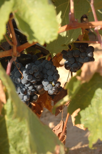 2,6 millones para el viñedo en Castilla-La mancha