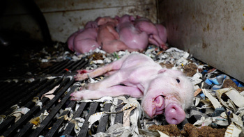 Descubren una granja con cerdos en descomposición en Burgos