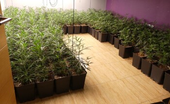 Once detenidos e intervenidas 3.500 plantas de marihuana