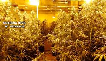 Desmantelado un laboratorio con 375 plantas de marihuana