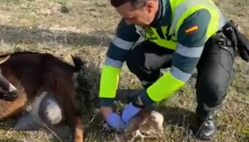 La Guardia Civil asiste en el parto de una cabra en Valladolid