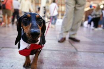 ¿Qué implica la Ley de Bienestar Animal que entra en vigor?