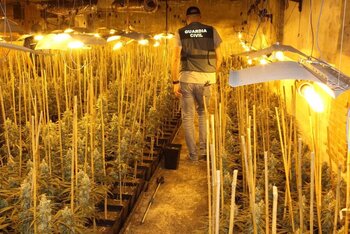 Desmantelada una plantación de marihuana en Cubillas
