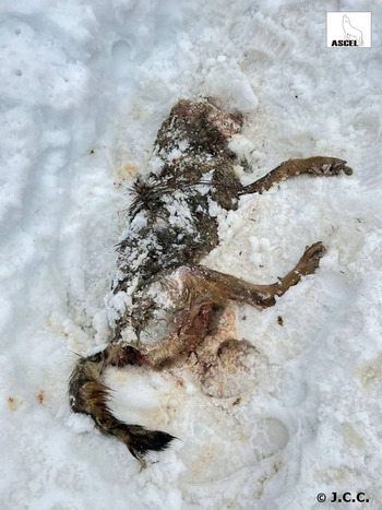 Ascel denuncia la muerte de una loba en Burgos