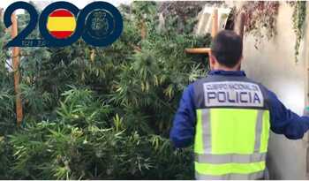 Dos detenidos tras caer una plantación de marihuana en Girón