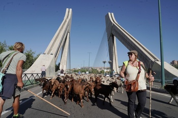 2.000 ovejas y cabras atraviesan Valladolid en trashumancia