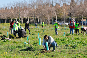 Más de 150 voluntarios plantan 5.500 árboles en Santa Ana