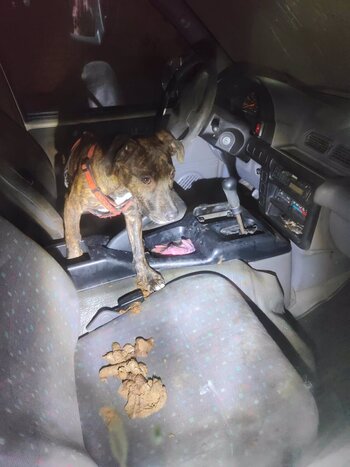 La Policía Municipal rescata a un perro encerrado en un coche