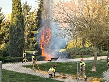 El fuego calcina varios setos y un ciprés en Villa del Prado