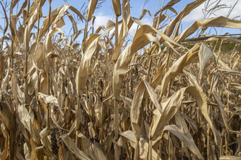La mejora genética aumenta el rendimiento del maíz un 1% anual