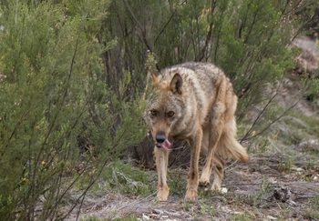 El PP pide al Gobierno proteger al mundo rural del lobo