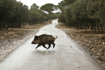 11.000 accidentes de tráfico con animales salvajes implicados