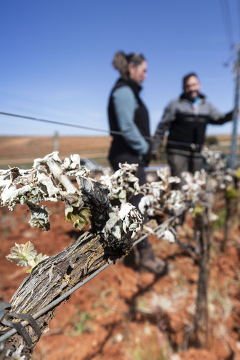 Las heladas castigan viñedos en media España