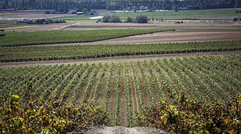 Las heladas causan daños en miles de hectáreas de viñedo
