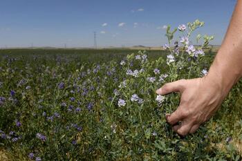 Valladolid reunirá a medio millar de agricultores de alfalfa